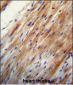 APOO Antibody (N-term )